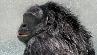 Kanzi the Bonobo Who Played Minecraft Passes Away