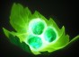 dota Tango icon