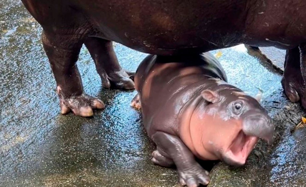 MooDeng the Hippo