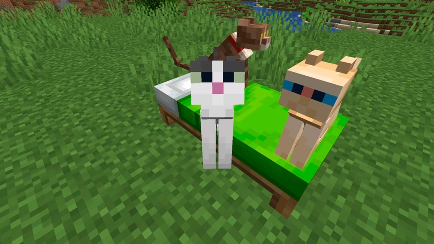 chat dans minecraft