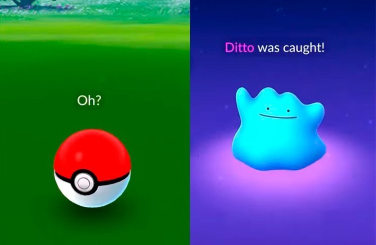 How to catch Ditto in Pokémon GO