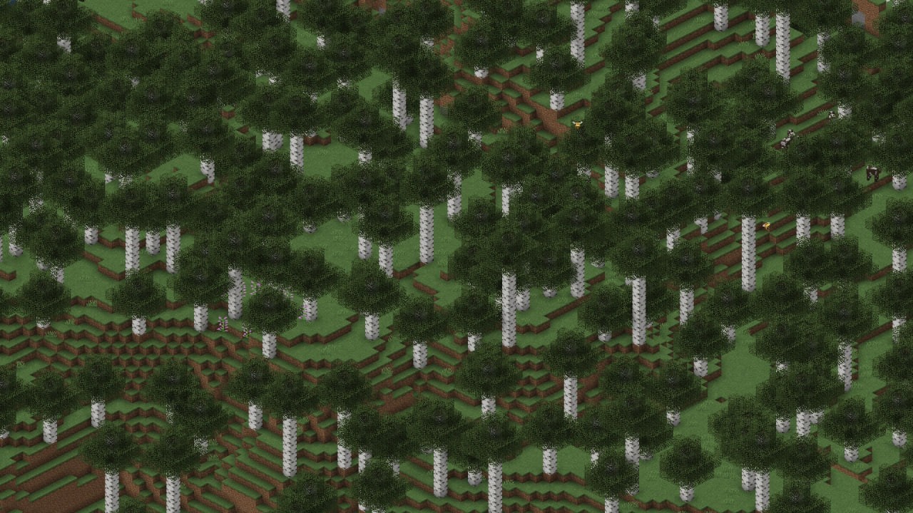 Birch Forest